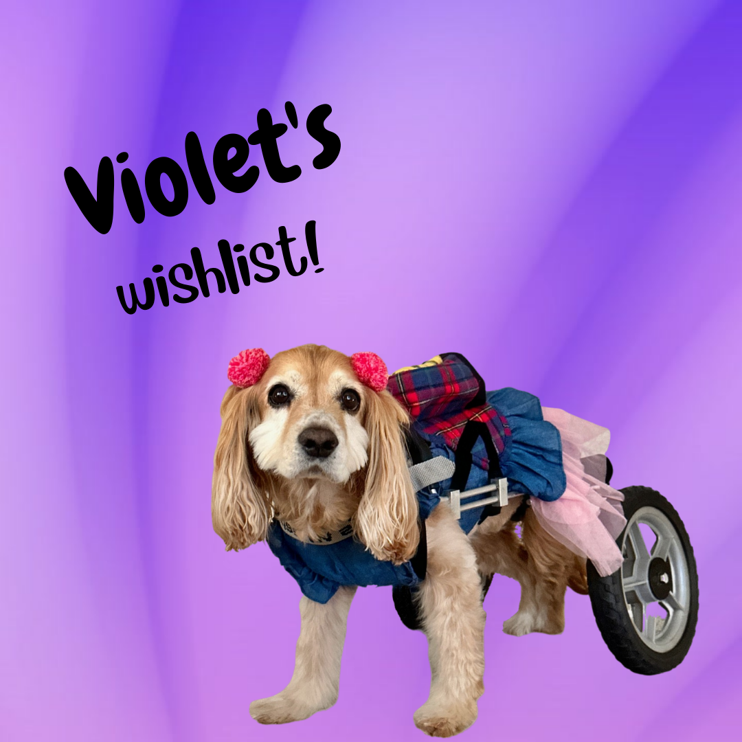 Violet's Wish List – Camp Cocker Rescue