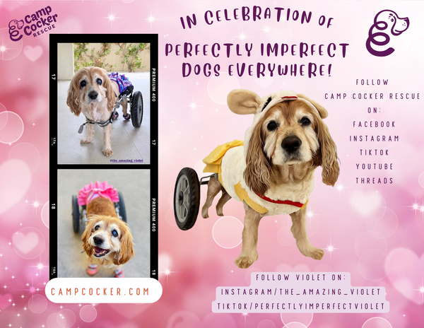 2026 calendars - Camp Cocker Rescue