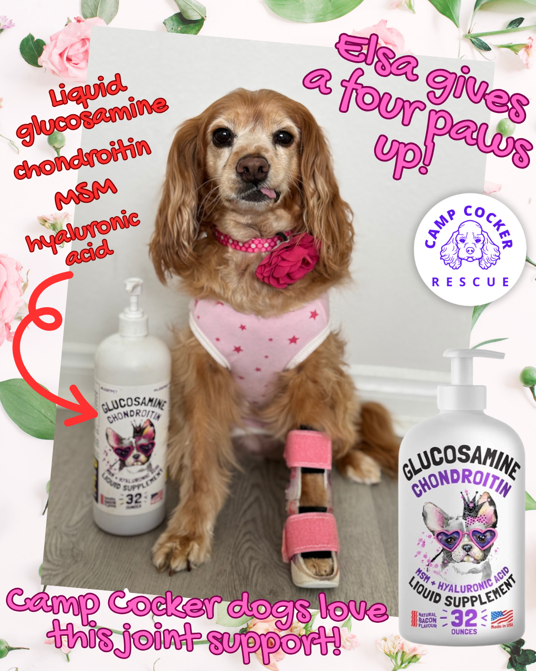 Donate joint support to our senior doggies!