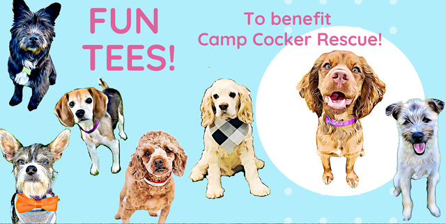 Dogs For Adoption - Cocker Spaniel Rescue - Camp Cocker – Camp Cocker ...